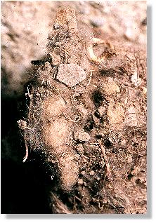 unterirdisches Gespinst der Hummel-Wachsmotte (Aphomia sociella)