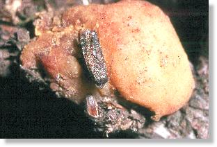 Erfolgreich geschlüpfter Kiefernharzgallen-Wickler (Evetria oder Petrova resinella) auf der Galle
