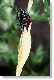 Wald-Rotwidderchen (Huebneria lonicerae) beim Durchbrechen des Kokons