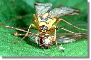 GemeinenSkorpionsfliege (Panorpa communis) bei der Mahlzeit