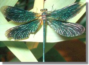 Blauflgel-Prachtlibelle (Calopteryx virgo), Mnnchen