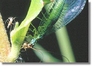 Chrysopa perla beim Verzehren von Blattlusen