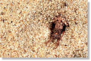 Ameisenlwe - Larve der Ameisenjungfer Euroleon nostras vergraben