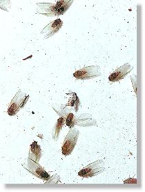 Geflgelte Migrantes-alatea-Generation der Grnen Fichtengallenlaus (Sacchiphantes viridis)