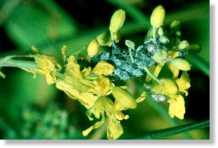 Mehlige Kohl-Blattlaus (Brevicoryne brassicae) am Bltenstand eines Kreuzbltlers