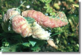 Galle der Ulmennestgallenlaus (Eriosoma patchae)