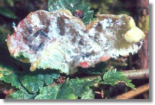Aufgeshnittene Galle der Ulmennestgallenlaus (Eriosoma patchae)