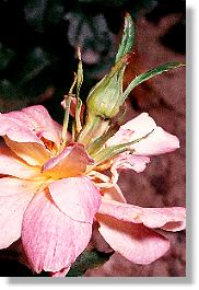 Teratum an einer Gartenrose: durchgewachsene Blte